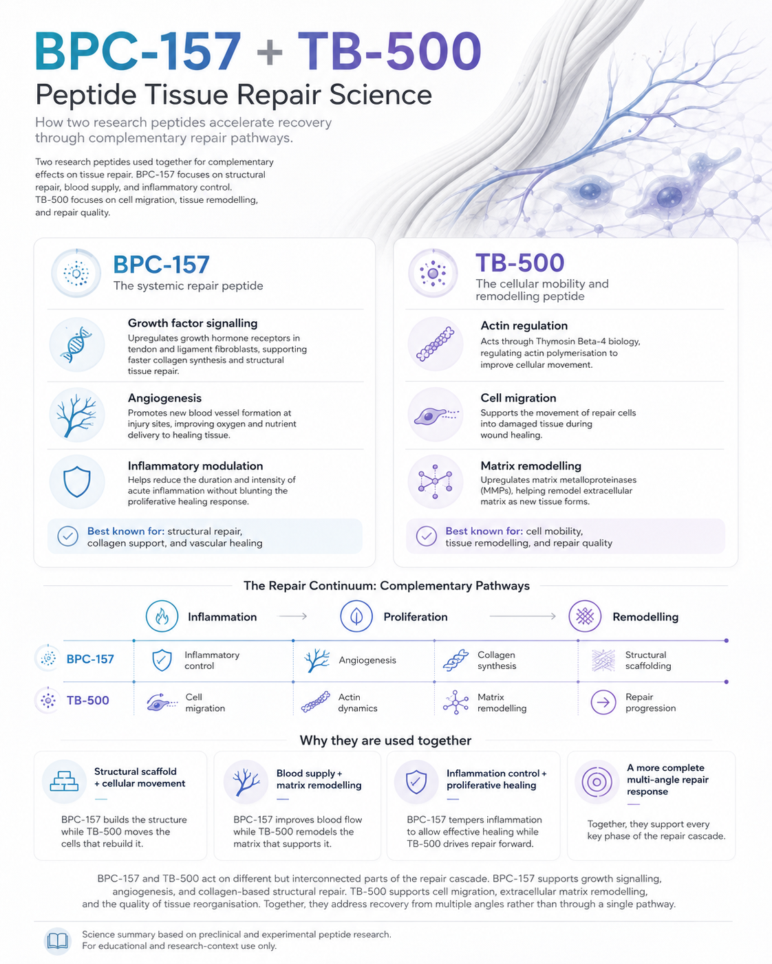 BPC-157 and TB-500: Peptide Tissue Repair Science