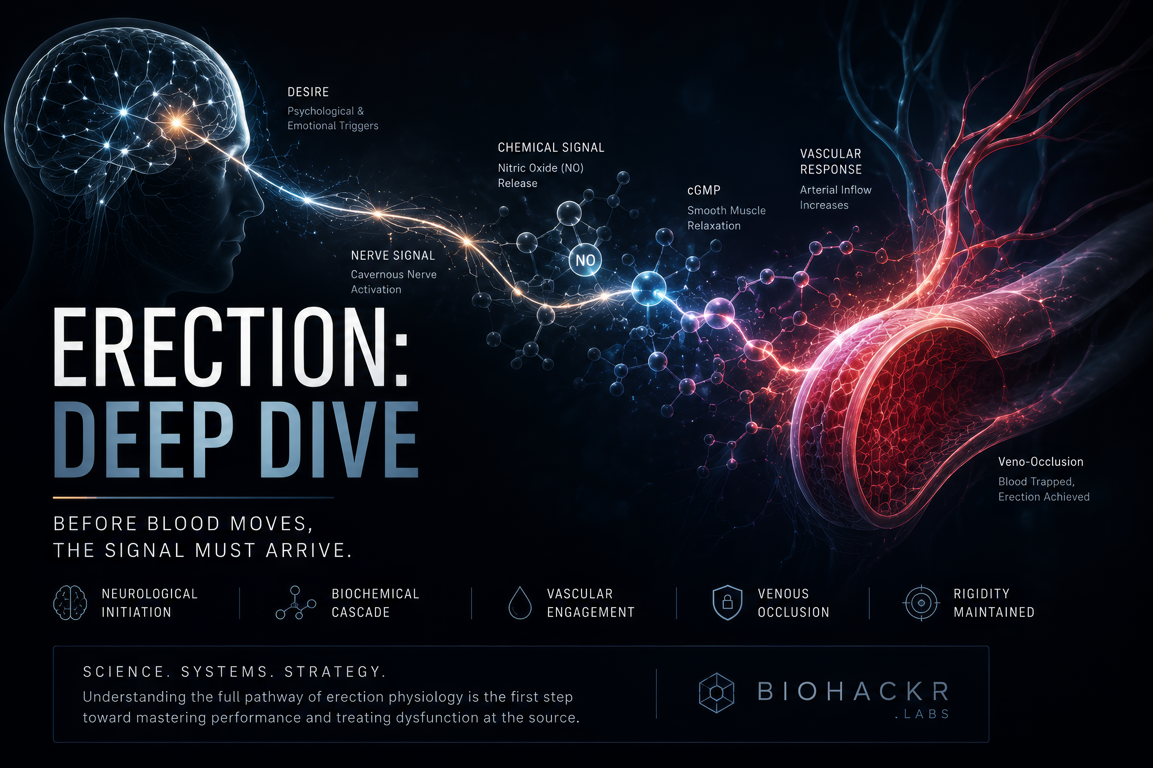 The Erection: A Vascular Deep-Dive