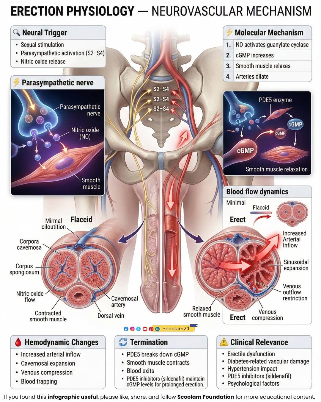 The Erection: A Vascular Deep-Dive — The physiology — how an erection actually happens
