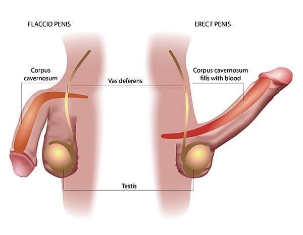 The Erection: A Vascular Deep-Dive — The regulatory switch — PDE5 and detumescence