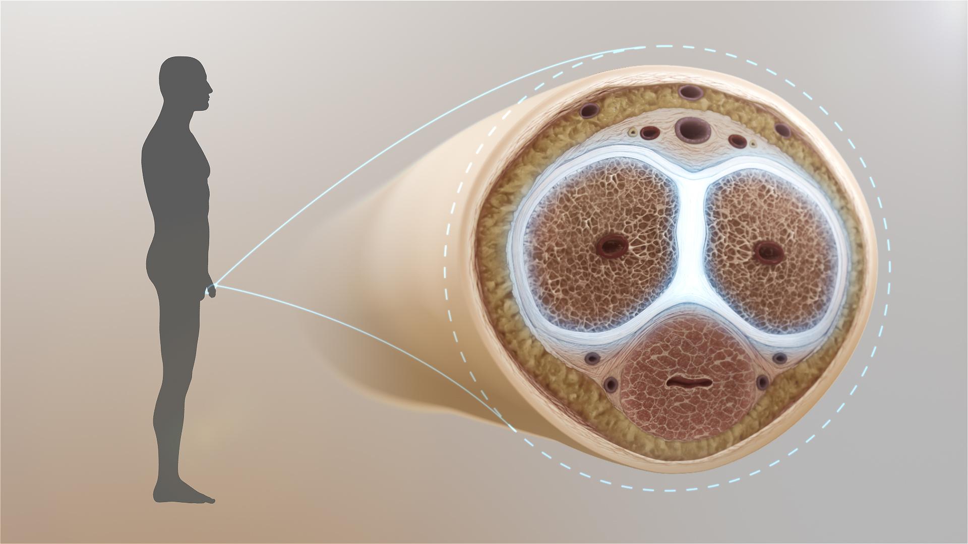 The Erection: A Vascular Deep-Dive — The anatomy — what you are working with