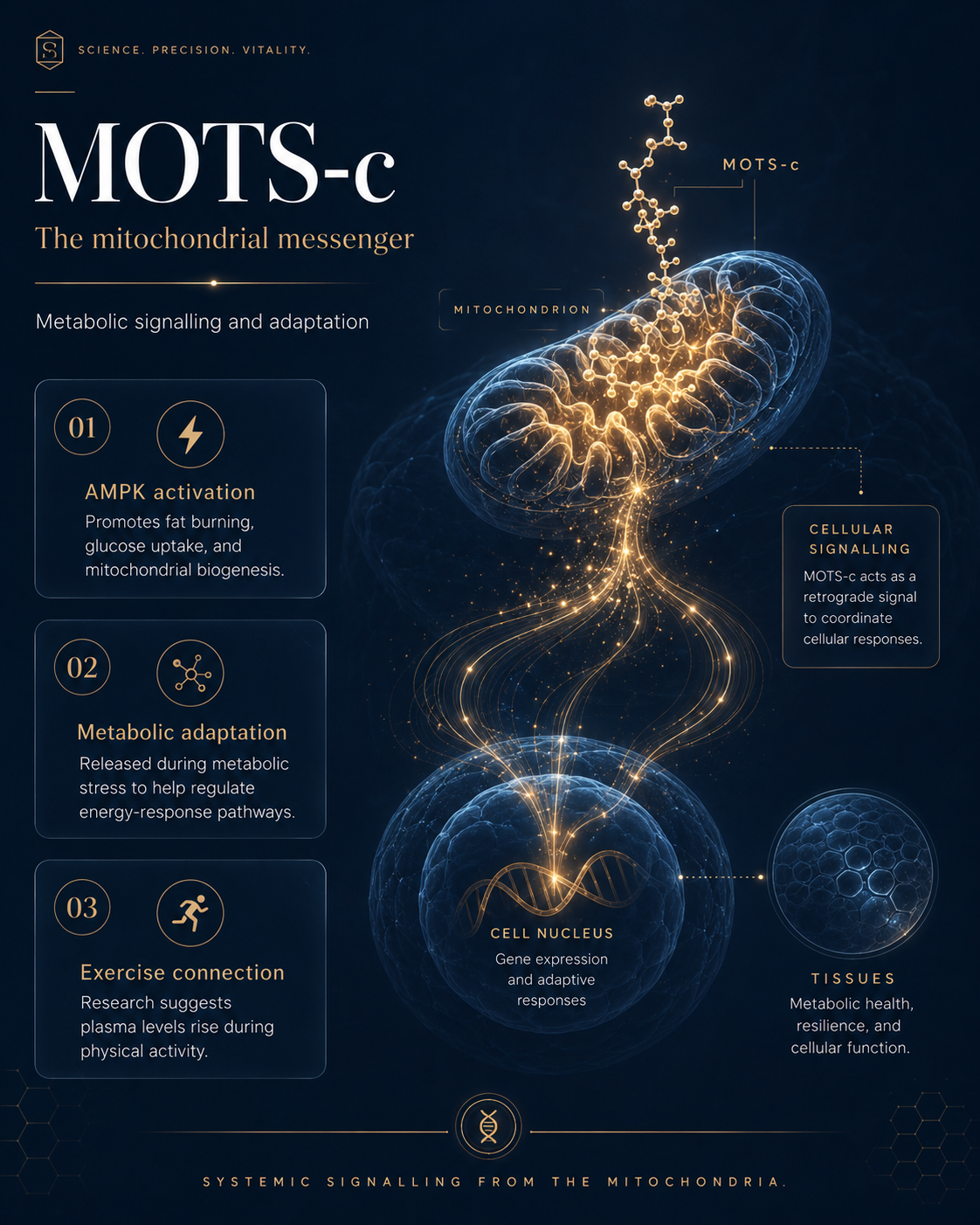 MOTS-c and NAD+: Mitochondrial Energy Science — MOTS-c: The mitochondrial messenger